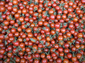 小果番茄(紅真珠)